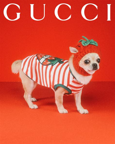 animals gucci|Gucci animal cruelty.